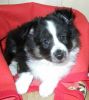 Choco Benji von der Sheltiebande ( Benji ) 11.06.08 - 3